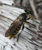 Choerades sp.